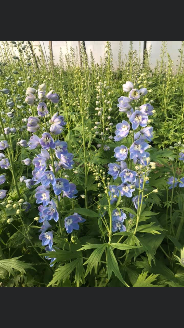 Serre de Delphiniums  Mangini ollainville 91